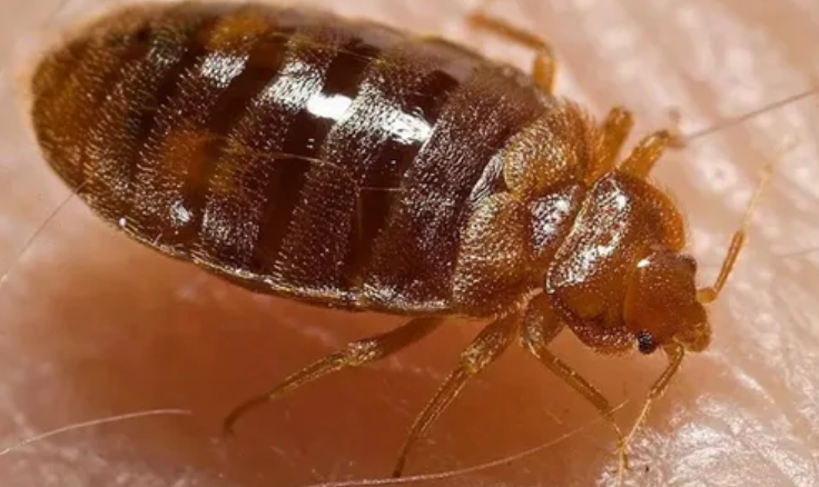 Bed Bug Control
